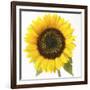 Sunflower-null-Framed Photographic Print