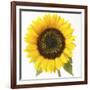 Sunflower-null-Framed Photographic Print