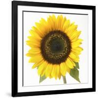 Sunflower-null-Framed Photographic Print