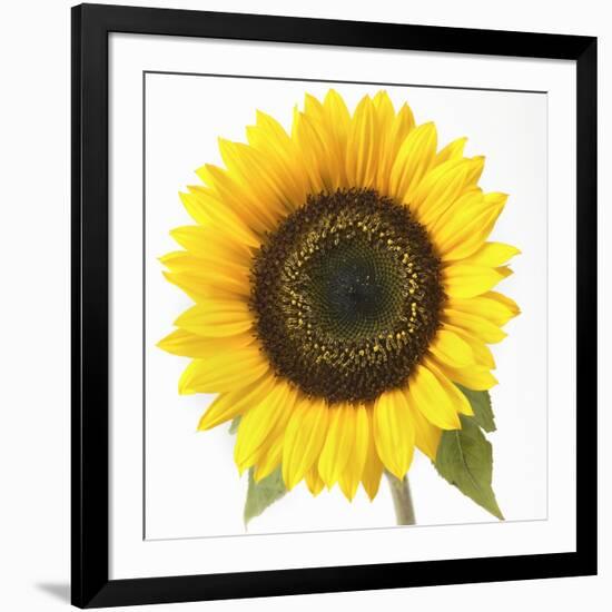 Sunflower-null-Framed Photographic Print