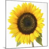 Sunflower-null-Mounted Photographic Print