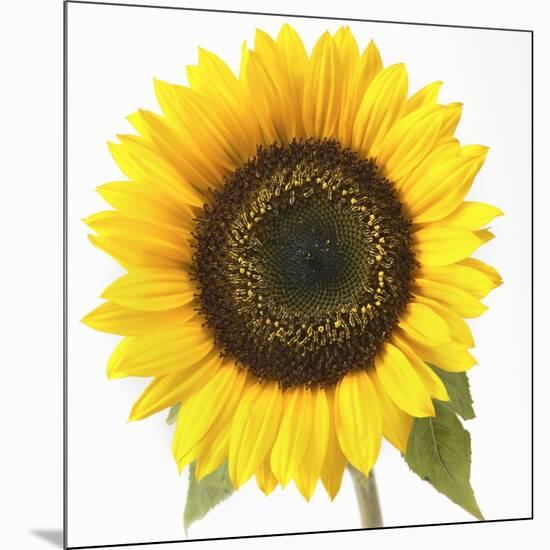 Sunflower-null-Mounted Photographic Print