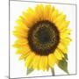 Sunflower-null-Mounted Photographic Print