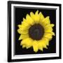 Sunflower-null-Framed Photographic Print