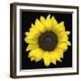 Sunflower-null-Framed Photographic Print