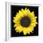 Sunflower-null-Framed Photographic Print