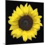 Sunflower-null-Mounted Photographic Print