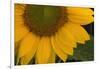 Sunflower-DLILLC-Framed Photographic Print