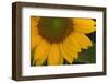 Sunflower-DLILLC-Framed Photographic Print