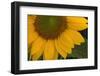 Sunflower-DLILLC-Framed Photographic Print