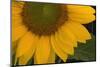 Sunflower-DLILLC-Mounted Photographic Print