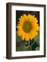 Sunflower-DLILLC-Framed Photographic Print