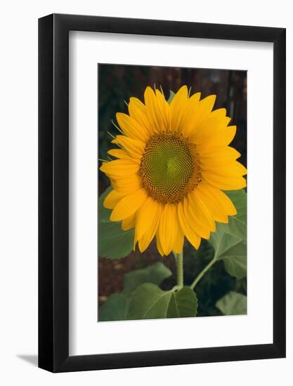 Sunflower-DLILLC-Framed Photographic Print