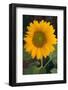 Sunflower-DLILLC-Framed Photographic Print