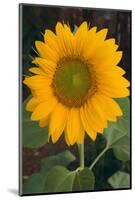 Sunflower-DLILLC-Mounted Photographic Print
