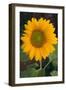 Sunflower-DLILLC-Framed Photographic Print