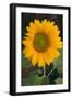 Sunflower-DLILLC-Framed Photographic Print