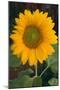 Sunflower-DLILLC-Mounted Photographic Print