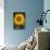 Sunflower-DLILLC-Photographic Print displayed on a wall