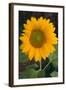 Sunflower-DLILLC-Framed Photographic Print