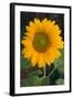 Sunflower-DLILLC-Framed Photographic Print