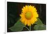 Sunflower-DLILLC-Framed Photographic Print