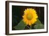 Sunflower-DLILLC-Framed Photographic Print