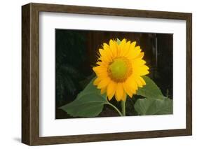 Sunflower-DLILLC-Framed Photographic Print