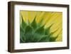 Sunflower-DLILLC-Framed Photographic Print