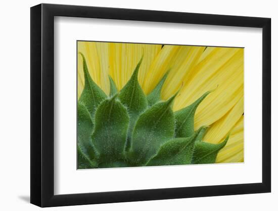 Sunflower-DLILLC-Framed Photographic Print