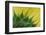 Sunflower-DLILLC-Framed Photographic Print