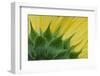 Sunflower-DLILLC-Framed Photographic Print