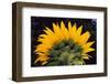 Sunflower-DLILLC-Framed Photographic Print