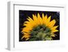 Sunflower-DLILLC-Framed Photographic Print