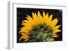 Sunflower-DLILLC-Framed Photographic Print