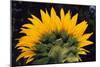 Sunflower-DLILLC-Mounted Photographic Print