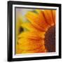 Sunflower-DLILLC-Framed Photographic Print