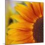 Sunflower-DLILLC-Mounted Photographic Print