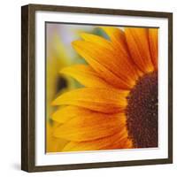 Sunflower-DLILLC-Framed Photographic Print