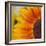 Sunflower-DLILLC-Framed Photographic Print