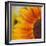 Sunflower-DLILLC-Framed Photographic Print