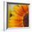 Sunflower-DLILLC-Framed Photographic Print