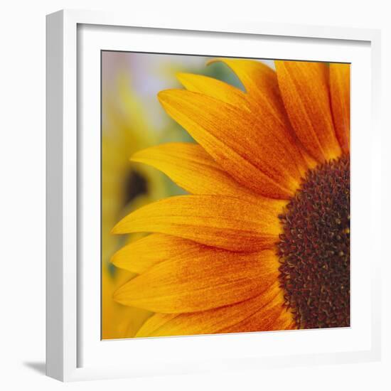 Sunflower-DLILLC-Framed Photographic Print