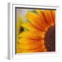 Sunflower-DLILLC-Framed Photographic Print