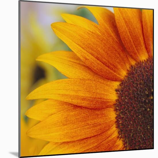 Sunflower-DLILLC-Mounted Photographic Print