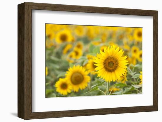 Sunflower-themanofsteel-Framed Photographic Print