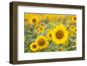 Sunflower-themanofsteel-Framed Photographic Print