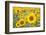 Sunflower-themanofsteel-Framed Photographic Print