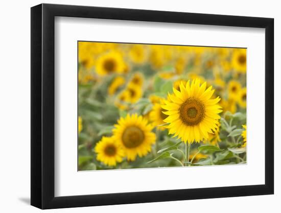 Sunflower-themanofsteel-Framed Photographic Print