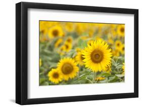 Sunflower-themanofsteel-Framed Photographic Print